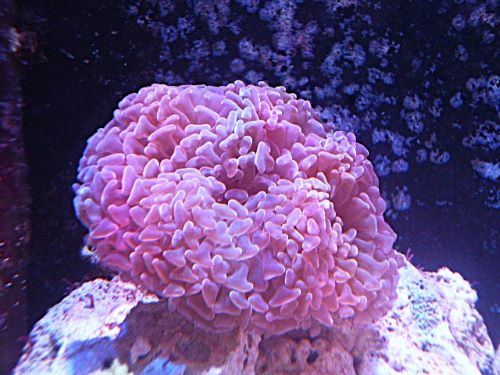 ナガレハナ　パープル（サンゴ）　２０２６年３月５日撮影