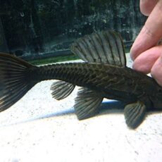 アーマードプレコ①　２０２６年２月２０日入荷