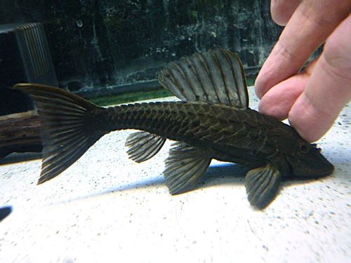 アーマードプレコ①　２０２６年２月２０日入荷