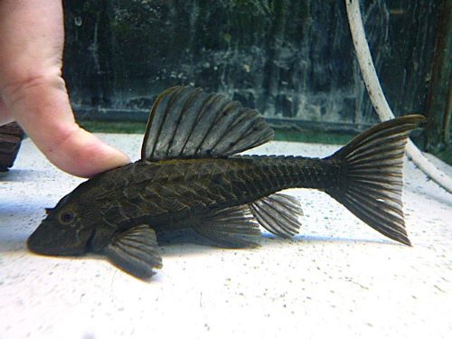 アーマードプレコ