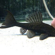 アーマードプレコ②　２０２６年２月２０日入荷