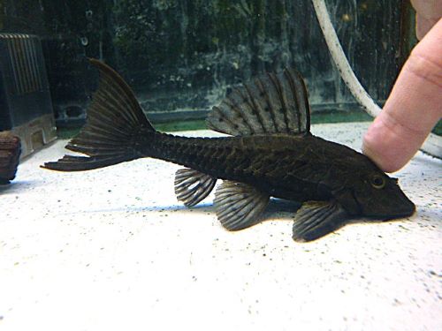 アーマードプレコ②　２０２６年２月２０日入荷