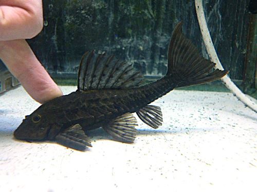 アーマードプレコ