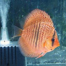 レオパードスネークスキンディスカス　２０２６年３月３日入荷