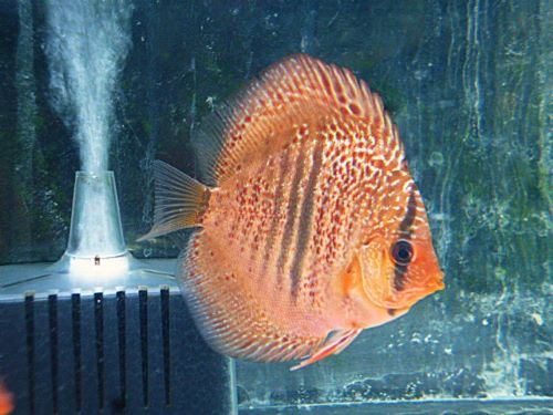 レオパードスネークスキンディスカス　２０２６年３月３日入荷