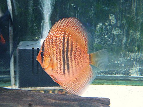 レオパードスネークスキン・ディスカス