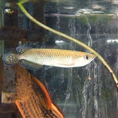 ノーザンバラムンディ②　　２０２６年２月２６日入荷