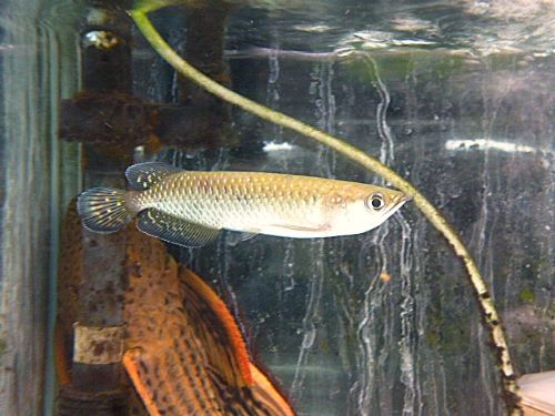 ノーザンバラムンディ②　　２０２６年２月２６日入荷