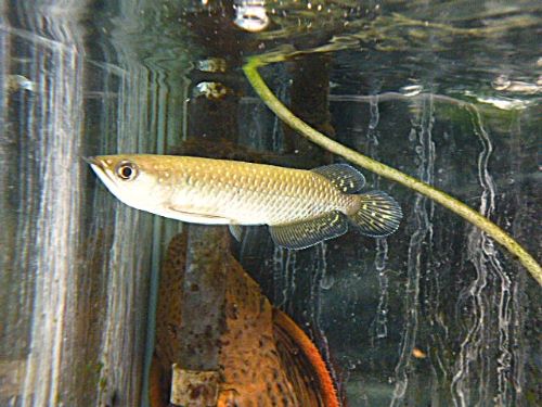 ノーザンバラムンディ