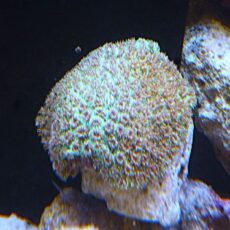 アザミサンゴ　２０２６年３月６日撮影