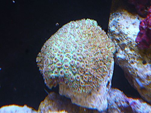 アザミサンゴ　２０２６年３月６日撮影