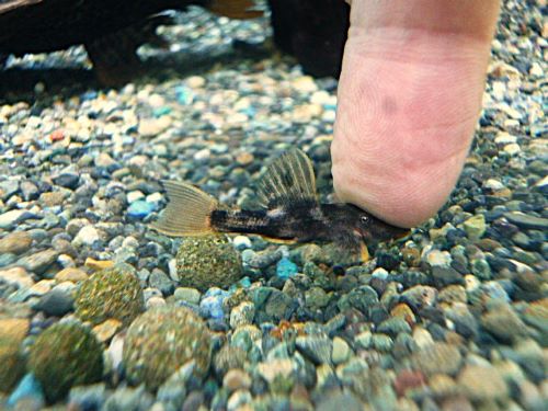 ウルトラスカーレットトリムプレコ