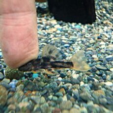 ウルトラスカーレットトリムプレコ③　２０２６年２月１１日入荷