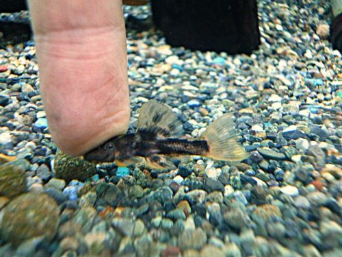 ウルトラスカーレットトリムプレコ③　２０２６年２月１１日入荷