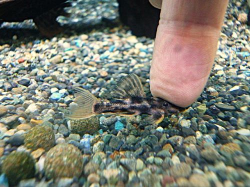 ウルトラスカーレットトリムプレコ