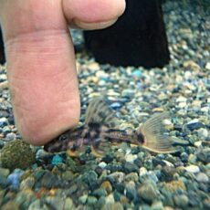 ウルトラスカーレットトリムプレコ④　２０２６年２月１１日入荷