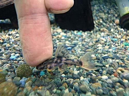 ウルトラスカーレットトリムプレコ④　２０２６年２月１１日入荷