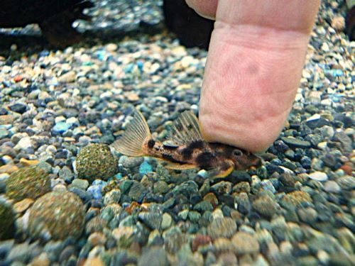 ウルトラスカーレットトリムプレコ