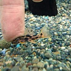 ウルトラスカーレットトリムプレコ⑤　２０２６年２月１１日入荷