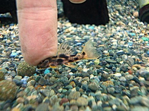 ウルトラスカーレットトリムプレコ⑤　２０２６年２月１１日入荷