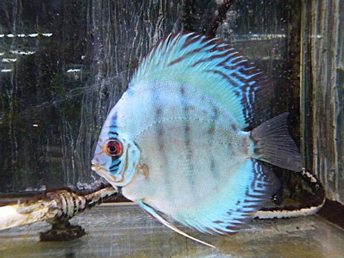 セルーリアクロス・ディスカス