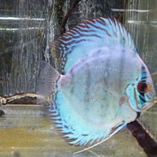 セルーリアクロスディスカス⑤　２０２６年３月５日入荷