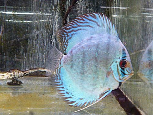 セルーリアクロスディスカス⑤　２０２６年３月５日入荷