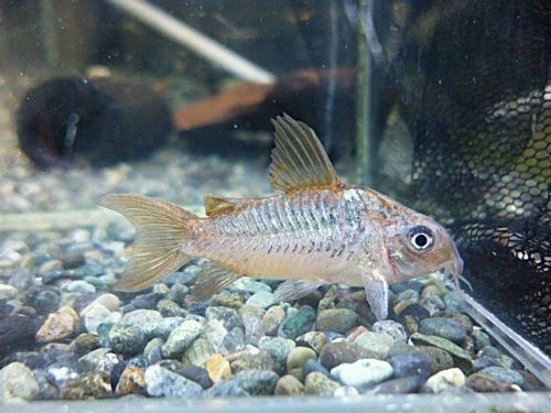 コリドラス　パンタナルエンシス