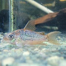 コリドラス　パンタナルエンシス　オス　２０２６年３月５日入荷