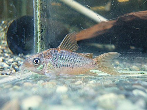 コリドラス　パンタナルエンシス　オス　２０２６年３月５日入荷