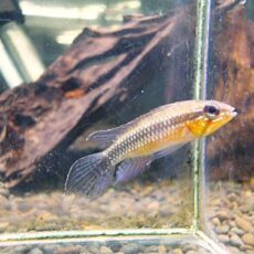 アピスト　エリザベサエ　リオネグロ　ペア　２０２６年３月３日入荷