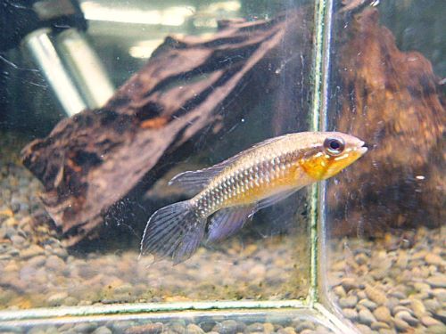 アピスト　エリザベサエ　リオネグロ　ペア　２０２６年３月３日入荷