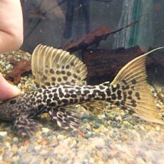 タイタニックトリムプレコ約１３ｃｍ　２０２６年１月３０日入荷