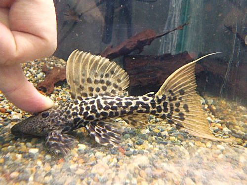 タイタニックトリムプレコ約１３ｃｍ　２０２６年１月３０日入荷