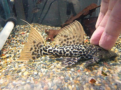 タイタニックトリムプレコ