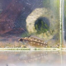 アピスト　エレムノピゲＩＴＡＹＡ　ペア　２０２６年３月５日入荷