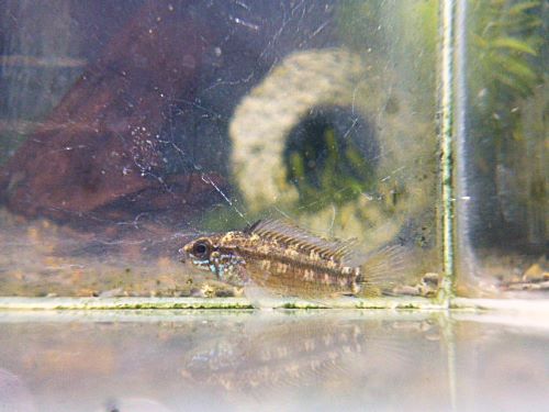 アピスト　エレムノピゲＩＴＡＹＡ　ペア　２０２６年３月５日入荷