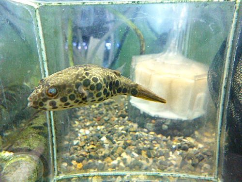 テトラオドン　ショウテデニー