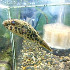 テトラオドン　ショウテデニー　２０２６年２月２６日入荷