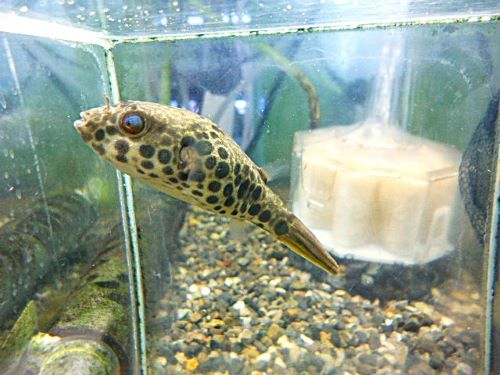 テトラオドン　ショウテデニー　２０２６年２月２６日入荷