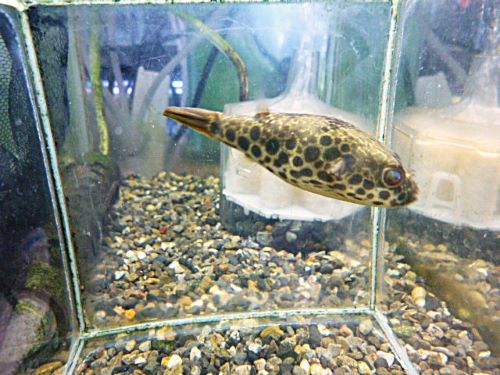 テトラオドン　ショウテデニー