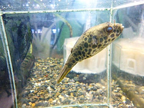 テトラオドン　ショウテデニー