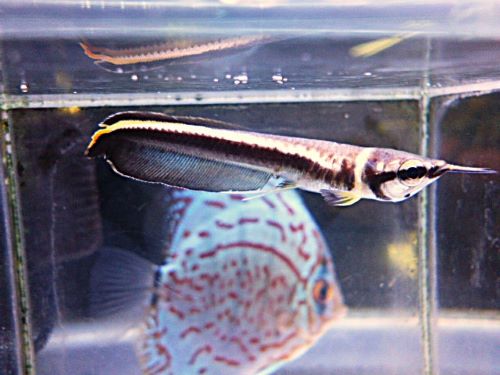 ブラックアロワナ