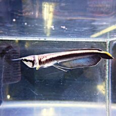 ブラックアロワナ②　２０２６年２月１２日入荷