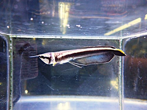 ブラックアロワナ②　２０２６年２月１２日入荷