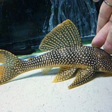 ゴールドエッジマグナムプレコ約２２ｃｍ　　２０２６年１月３０日入荷