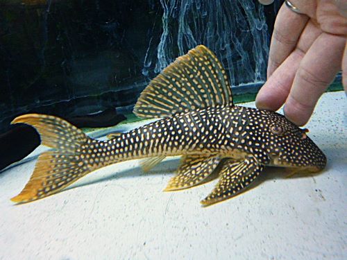ゴールドエッジマグナムプレコ約２２ｃｍ　　２０２６年１月３０日入荷