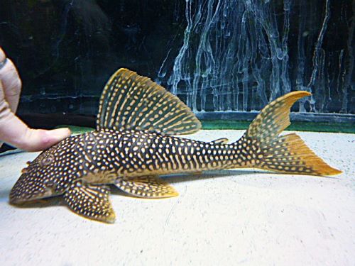 ゴールドエッジマグナムプレコ