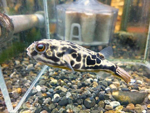 テトラオドン　ムブ　２０２６年２月２６日入荷