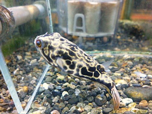 テトラオドン　ムブ